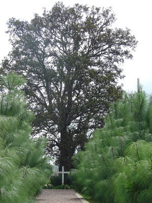 Árbol del martirio