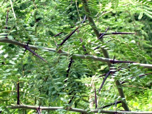 Espinas de cruz
