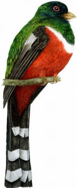 Pájaro mexicano llamado tzinitzcan, que posee las plumas del color de las del ángel que está a los pies de la Virgen.