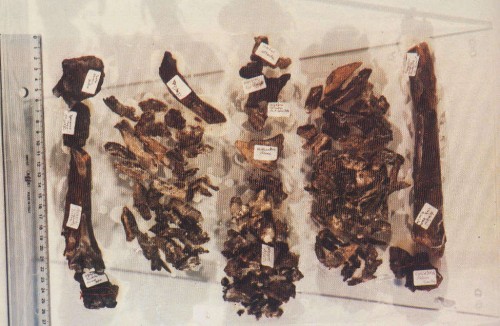 Reliquias del beato reconocidas en Nápoles (Italia).