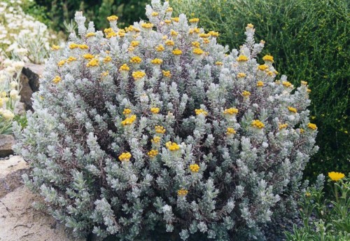 Fotografía del "Helichrysum splendidum" hallado en la Síndone de Turín y el Sudario de Oviedo.